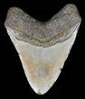 Megalodon Tooth - North Carolina #59191-2